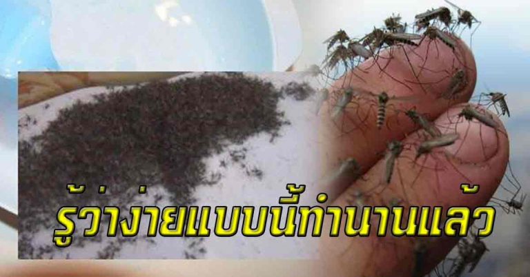 ลองกำจัดยุงให้เกลี้ยงบ้าน ใช้แค่ผงซักฟอก สบู่ เห็นผลแน่นอน