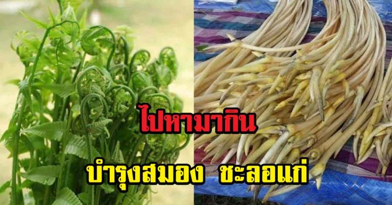 ของดี!! สุดยอดบำรุงสมอง 10 ผักพื้นบ้าน ต้านความจำเสื่อมได้ดี