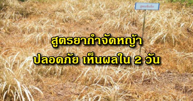 แจกฟรี 3 สูตรยากำจัดหญ้า ไร้สารเคมีตกค้าง ปลอดภัย เห็นผลได้ใน 2 วัน