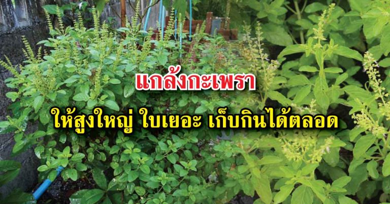 แชร์เทคนิค วิธีการ “แกล้งกะเพรา” ที่ทำให้ต้นกะเพราสูงใหญ่ ใบเยอะ เก็บได้ตลอดทั้งปี