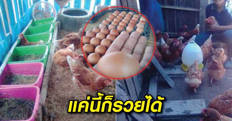 เกษตรกรหนุ่มเผย การเลี้ยงไก่ 1 เล้า สร้างรายได้มีเงินเข้ากระเป๋าทุกวันตลอดปี