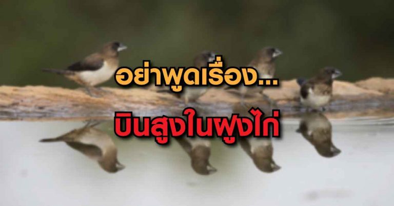 “อย่าพูดเรื่องบินสูง ในฝูงไก่” ข้อคิดเตือนสติได้ดีมาก