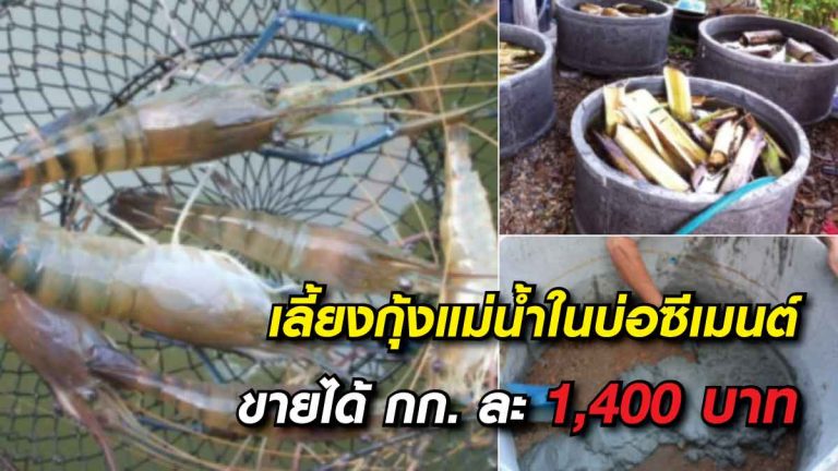 แชร์เทคนิควิธีการ “เลี้ยงกุ้งแม่น้ำในบ่อปูน” สร้างรายได้ 1,400 บาท/กิโลกรัม