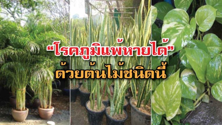 โรคภูมิแพ้หายได้ แค่ปลูกต้นไม้ 3 ประเภทนี้ในบ้าน ปลอดภัย หายใจสะดวก