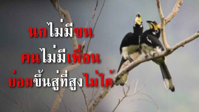 เรื่องราวดีๆที่อยากให้อ่าน “นกไม่มีขน คนไม่มีเพื่อน ย่อมขึ้นสู่ที่สูงไม่ได้”