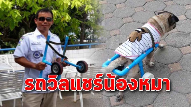 แจกฟรี! ติดต่อรับได้เลย รถวีลแชร์ สำหรับน้องหมา-แมว ที่พิการร่างกาย