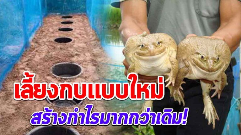 เกษตรทำเงินสร้างรายได้กำไรงาม ขุดหลุมเลี้ยงกบแบบใหม่ ใช้พื้นที่น้อย