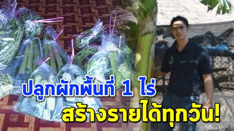 เกษตรกรรุ่นใหม่ เผยเคล็ดลับปลูกพืชผักพื้นที่ 1 ไร่ สร้างรายได้ดีทุกวัน