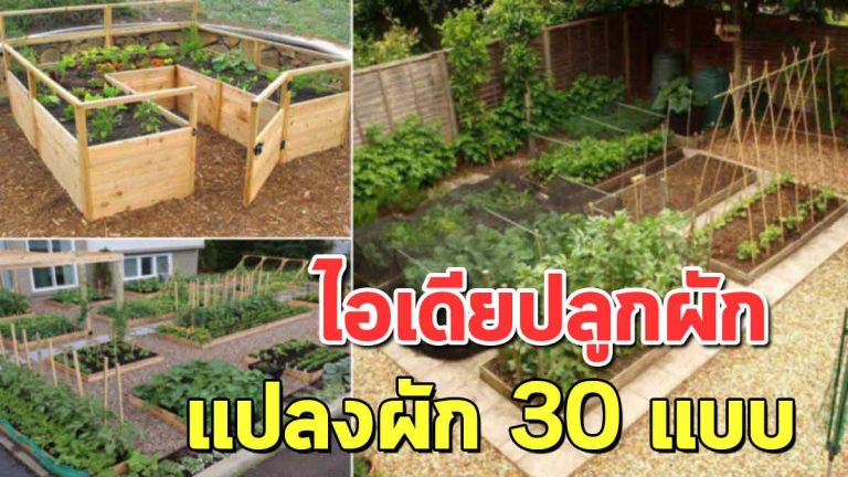 รวมไอเดีย 30 แบบ แปลงผักสวนครัวเล็กๆ เอาไว้รับประทานในครอบครัว