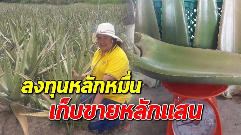 ปลูกว่านหางจระเข้ ลงทุนหลักหมื่น สร้างรายได้หลักแสน