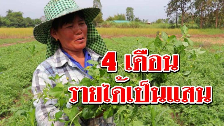 ชาวบ้านปลูกผักคราด “ต้นหม่าล่าอีสาน” สร้างรายได้ดี 4 เดือนขายได้เป็นแสน