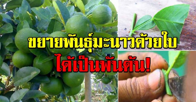 ต้นมะนาว ขยายพันธุ์ “ด้วยใบ” ได้เป็นหลายพันต้น