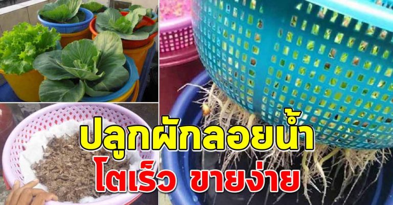 วิธีปลูกผักไฮโดรโปนิคในกะละมัง ต้นทุนต่ำ โตเร็ว ขายง่าย