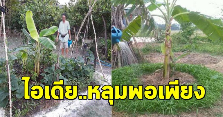 เผยเคล็ดลับแนวทางการทำ “หลุมพอเพียง” ปลูกได้ทุกอย่าง