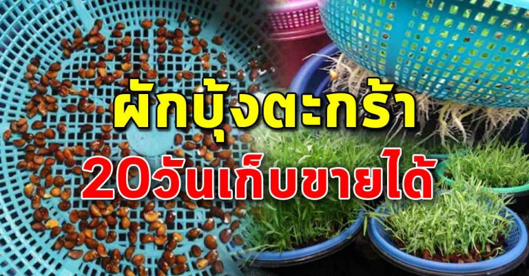 สอนปลูก “ผักบุ้ง” ไม่ต้องรดน้ำ 20 วันเก็บขายได้