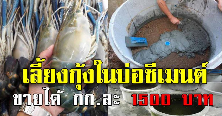 สอนวิธี “เลี้ยงกุ้งแม่น้ำ” ในบ่อปูน ให้ขายได้ 1,500 บาท/กิโลกรัม