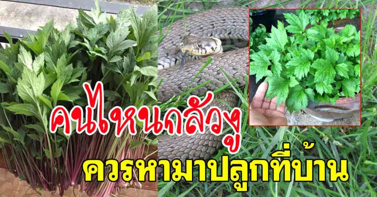 5 ต้นไม้กันงู คนกลัว ควรรีบหามาปลูกไว้ที่บ้าน ช่วยป้องกันเข้าบ้าน