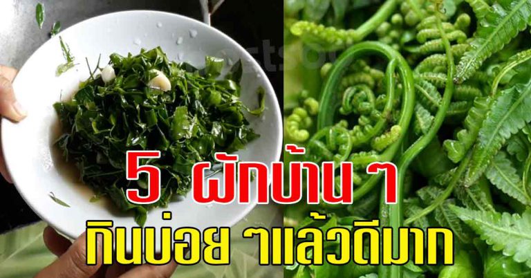 ผักบ้านๆ 5 ชนิด กินแล้วดี ประโยชน์สูง ทำอะไรก็อร่อย