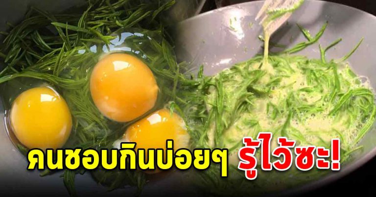 ชอบกินมานานเพิ่งรู้ ไข่เจียวชะอม คุณประโยชน์ดีเลิศ