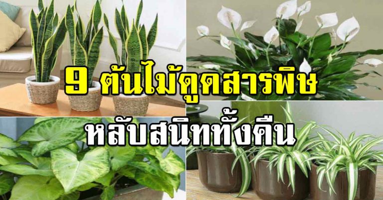 ปลูกในห้องนอน ต้นไม้ 9 ชนิด ฟอกอากาศดี หลับสนิททั้งคืน