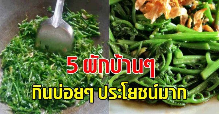 ผัก 5 ชนิด หาง่ายตามรั้วบ้าน คุณประโยชน์สูง ทำอาหารอร่อย