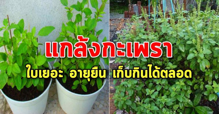 เทคนิคชาวเกษตร ให้ต้นกะเพรา พุ่มใหญ่ ใบเยอะ