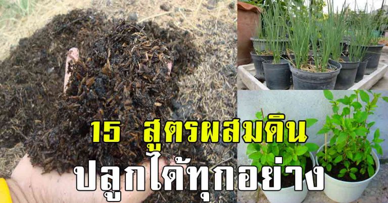 สูตรดินปลูกได้ทุกอย่าง 15 สูตร ผสมดินปลูกต้นไม้ ปลูกอะไรก็งาม