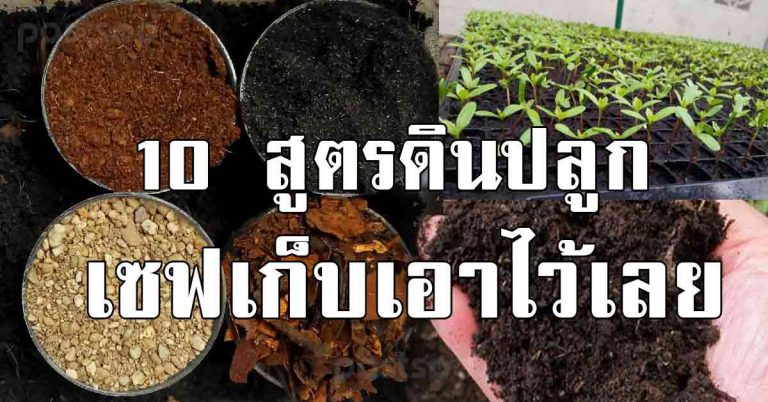 10 สูตรดิน ปลูกต้นไม้ได้ทุกอย่าง ครอบจักรวาล ทำเองได้ง่ายๆ