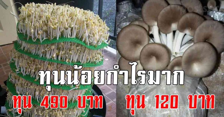 มีเงินแค่ 500 ก็ทำได้ ทุนหลักร้อย สร้างอาชีพได้ 4 อาชีพเกษตร