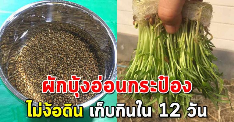 เทคนิคง่ายๆ ปลูกผักบุ้งในกระป๋อง เวลา 12 วัน เก็บกินได้เลย