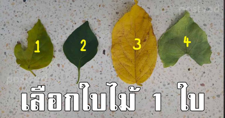 ใบไม้เลือกมา 1 ใบ บ่งบอกได้ถึงความเป็นตัวคุณมากที่สุด