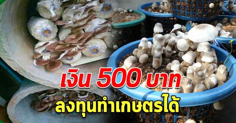 ทุนน้อย ก็ทำอาชีพเกษตรได้ ผลผลิตออกทั้งปี