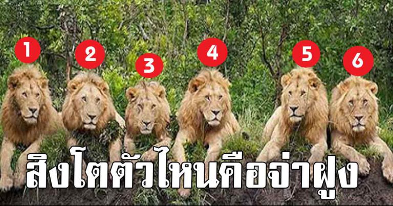 สิงโต 6 ตัว ตัวไหนคือจ่าฝูง และตัวไหนคือตัวที่ชอบ