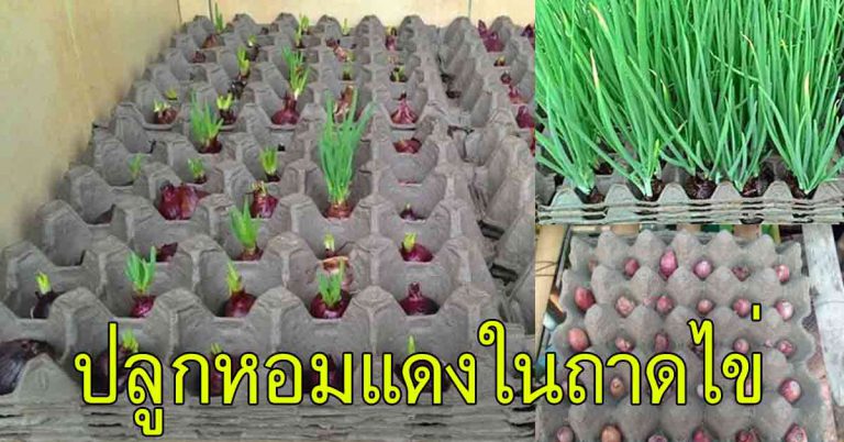 ปลูกหอมแดงลงบนถาดไข่ ปลูกง่าย ใช้พื้นที่น้อย