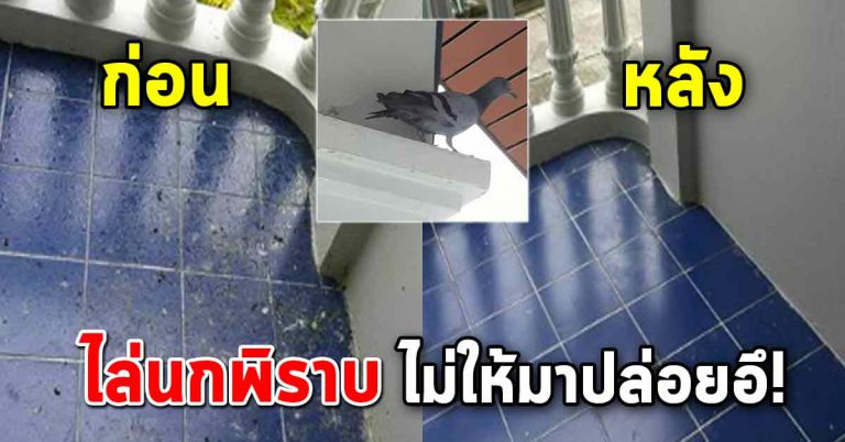 หายไปได้หมดเกลี้ยงด้วยของใช้ในบ้าน งบน้อย ได้ผลดี