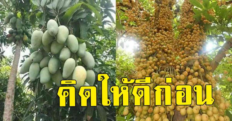 5 สาเหตุ อย่าออกจากงานประจำ มาทำเกษตร คิดใหม่ได้เลย