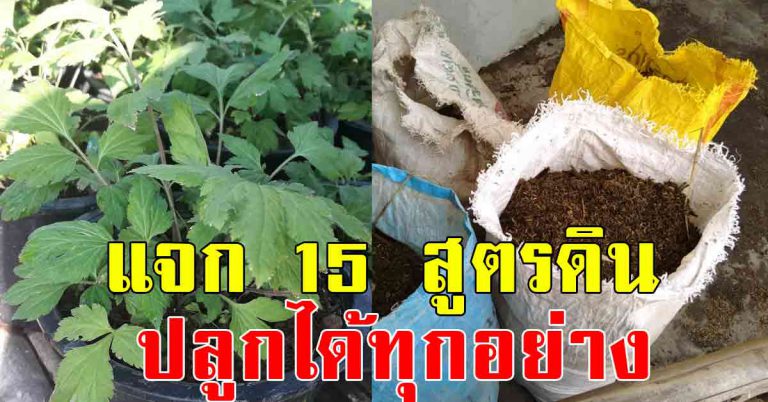 รวม 15 สูตรดิน ปลูกได้ทุกอย่าง เทคนิคบำรุงดิน ปลูกอะไรก็งาม