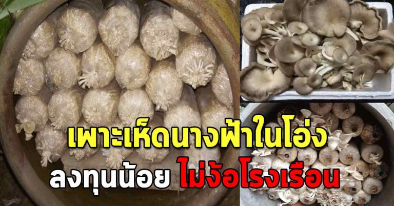 ทริคง่ายๆ เพาะเห็ดในโอ่ง ใช้พื้นที่น้อย รายได้ดีมาก