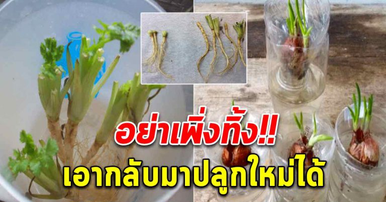 ผักสวนครัว 6 อย่าง นำกลับมาปลูกซ้ำใหม่ได้ โตเร็ว