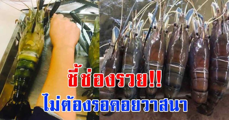 ขั้นตอนเลี้ยงกุ้งสร้างอาชีพขาย ดูแลไม่ยาก โตเร็วมาก