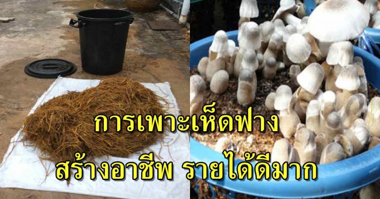 เพาะเห็ดฟางในถังพลาสติก เพาะกินเองได้ในครัวเรือน