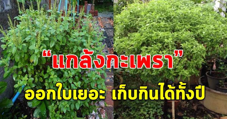 เทคนิคให้ต้นกะเพราโตได้เร็ว ออกใบเยอะ เก็บไม่ทัน