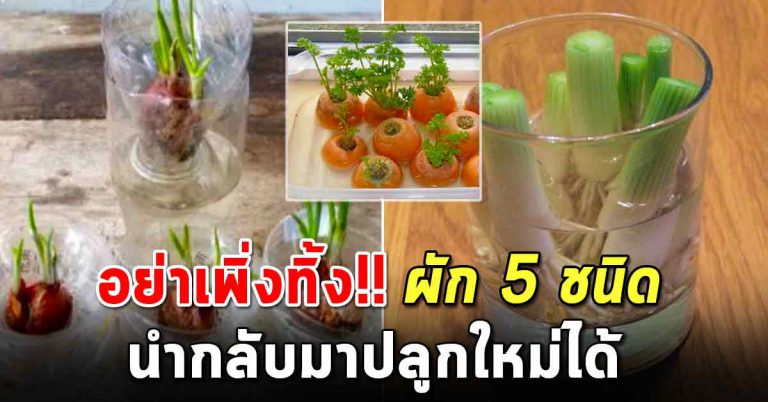 ผักกินเหลือ 5 ชนิด หยิบกลับมาปลูกซ้ำใหม่ได้