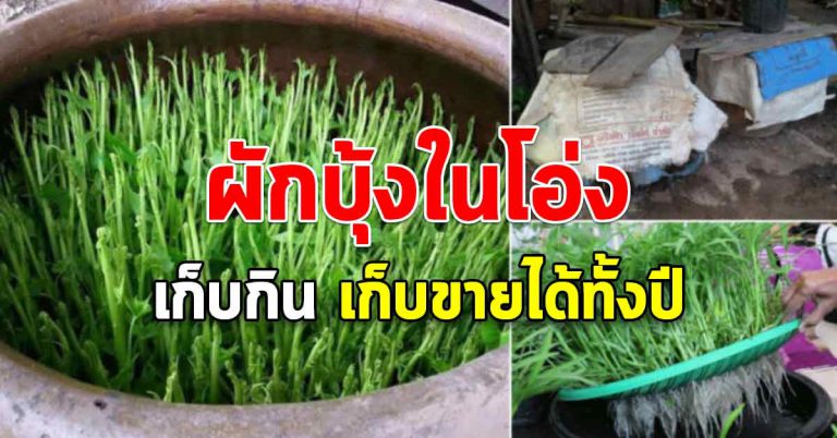 เคล็ดลับปลูกผักบุ้งในโอ่ง ปลูกง่ายโตไว เก็บกินตลอดทั้งปี