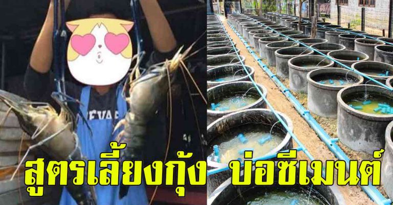 พ่อบุญทุ่ม หนุ่มใจดี เอามาให้ เผยขั้นตอนเลี้ยงกุ้งขาย ในบ่อซีเมนต์