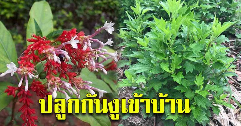 รีบหามาปลูกไว้ 5 ต้นไม้กันงู คนกลัว ควรปลูกไว้ที่บ้าน ป้องกันเข้าบ้าน