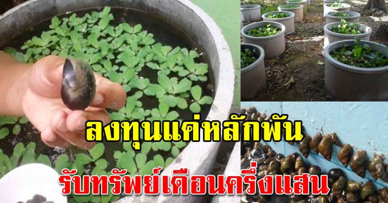 เลี้ยงหอมขม เทคนิคง่ายๆ สร้างอาชีพหลักทำได้เอง