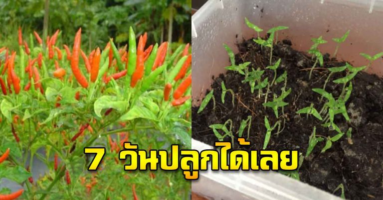 ต้นพริก เพาะเองได้พร้อมลงปลูกใน 7 วัน พริกออกเต็มต้น สดใหม่