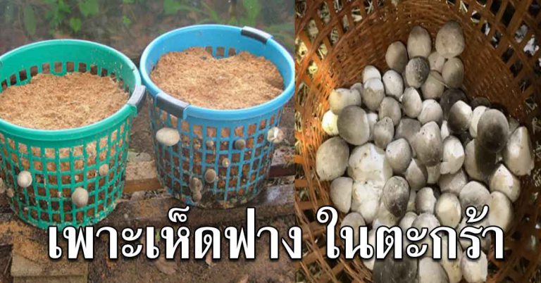 เพาะเห็ดฟางใส่ตะกร้า ใช้ทุนน้อย ออกดอกได้ทุกวัน