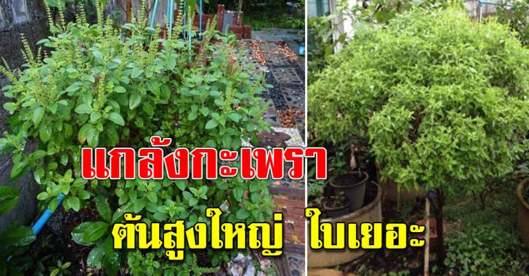 ต้นกะเพรา ออกใบได้เยอะ โตเร็ว เพียงเคล็ดลับที่แสนง่ายเลย